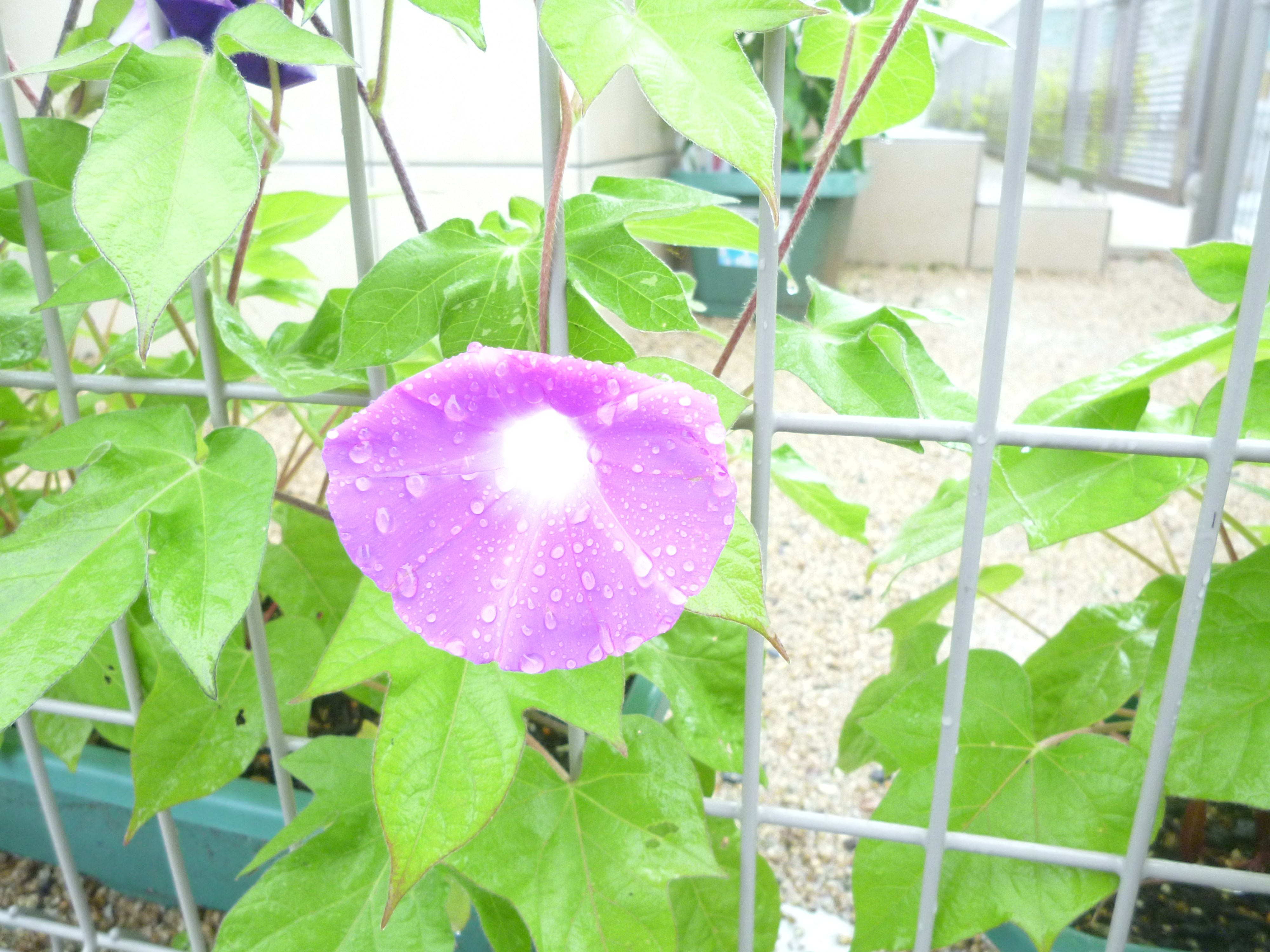 朝顔が咲いたよ(^^♪