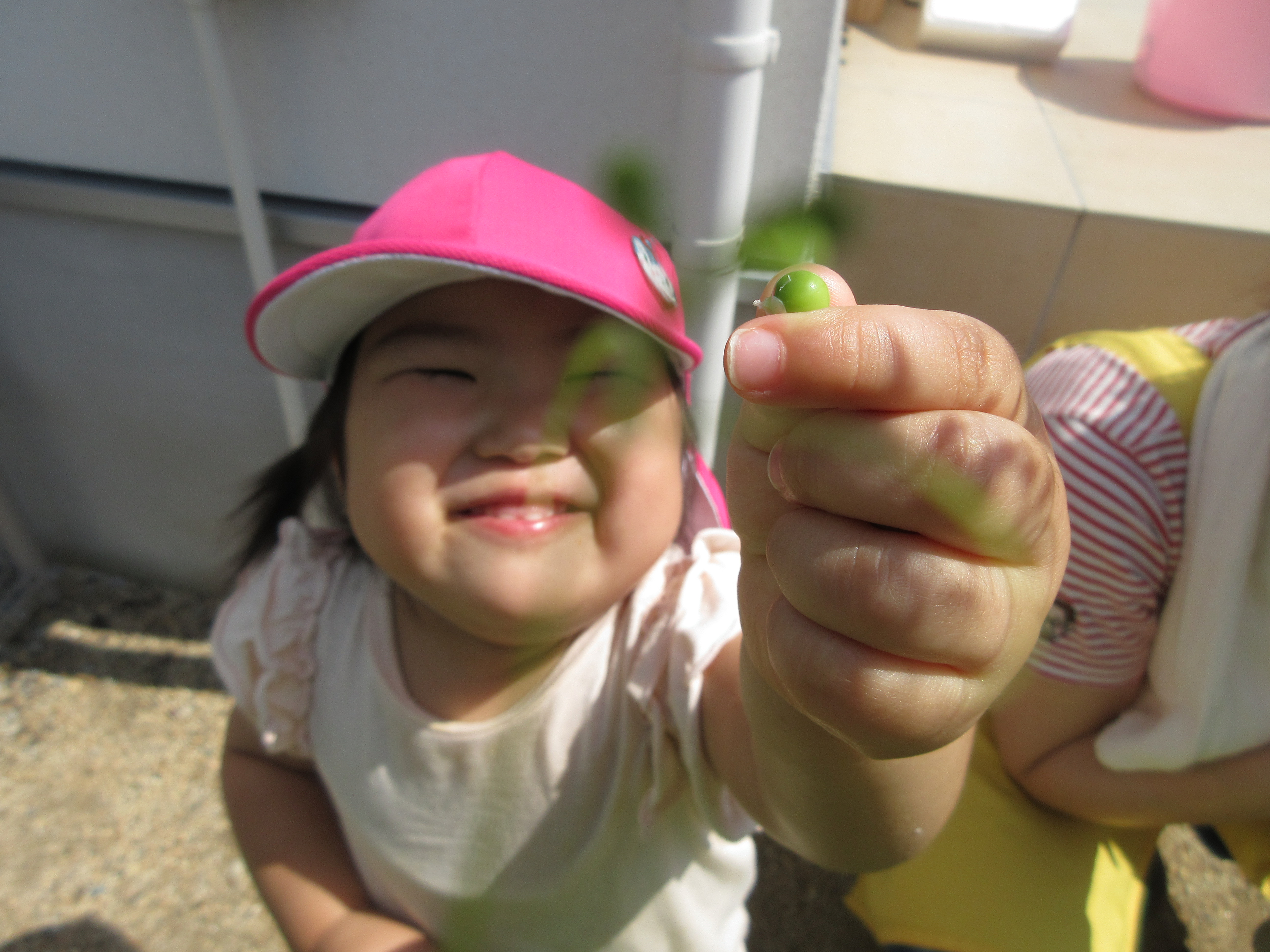 風船カズラの実がなったよ(^^♪
