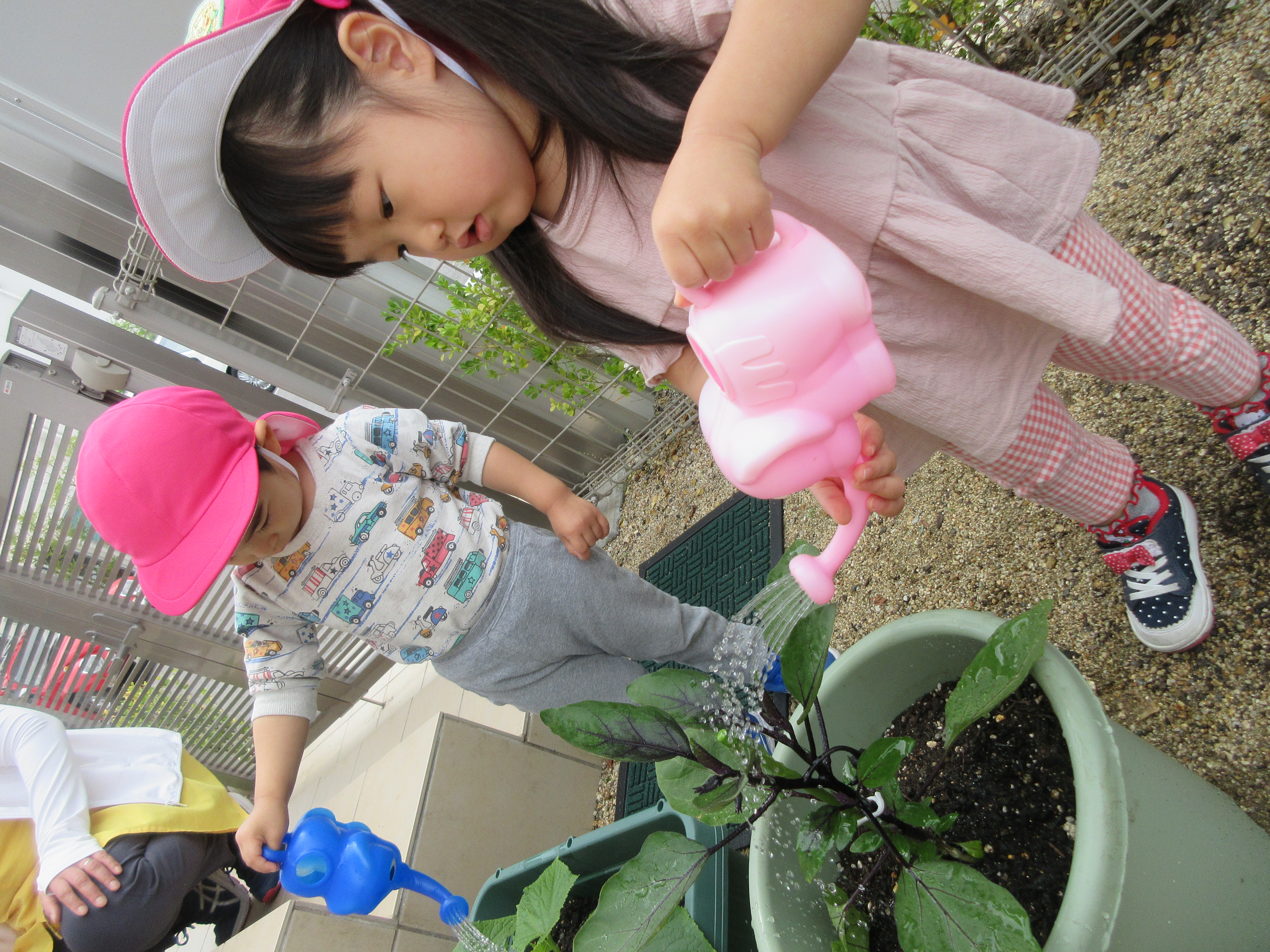 おいもの苗に水やりをしたよ(^^♪