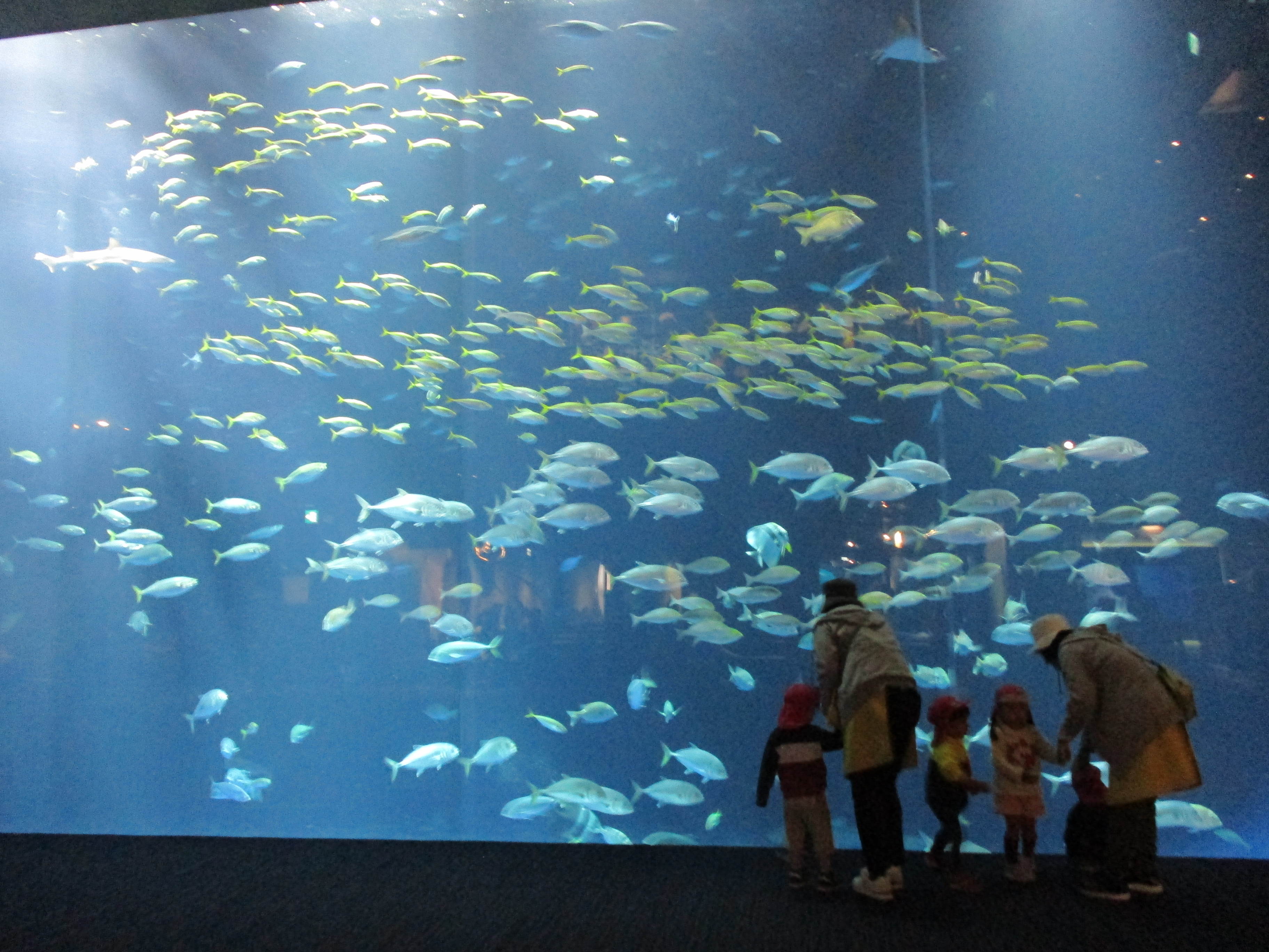 四国水族館に行ってきたよ(^^♪
