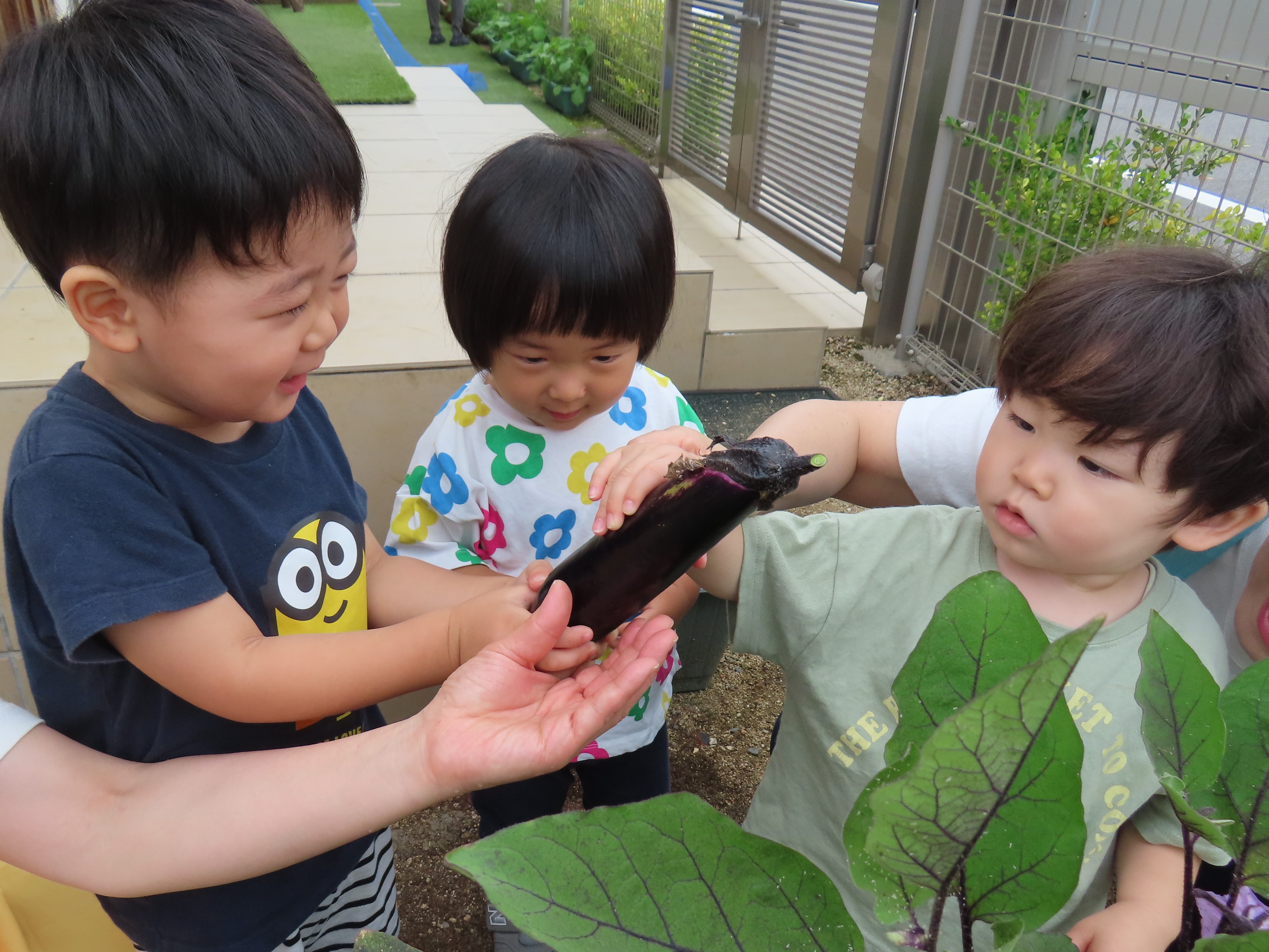 ナスの収穫🍆